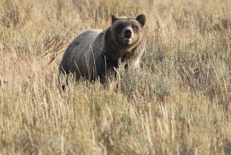 Trail Walker Assaulted by Wild Animal in National Park Flown to Medical Facility